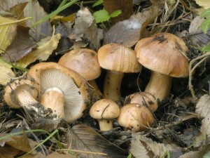 irvka prstenit - Tricholoma fracticum.jpg