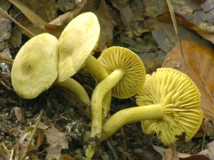 irvka srolut - Tricholoma sulphureum.jpg