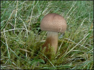 irvka stechovit - Tricholoma imbricatum 2.jpg