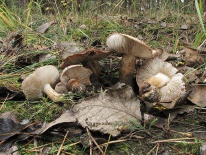 irvka topolov-Tricholoma populinum.jpg