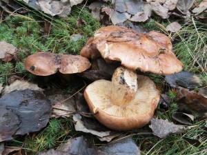 irvka topolov-Tricholoma populinum.jpg