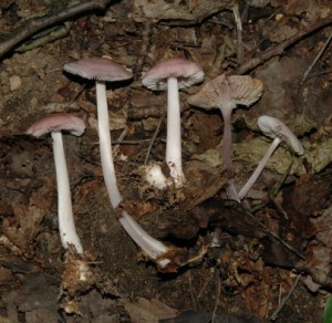 Jav_Mycena_urceni.jpg