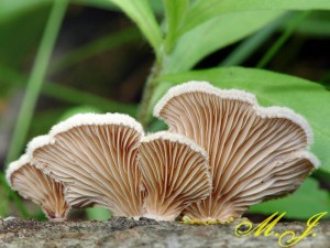 Klanolstka obecn - Schizophyllum commune .jpg