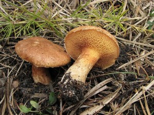 klouzek tridentsk-Suillus tridentinus1.JPG