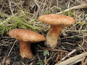 klouzek tridentsk-Suillus tridentinus.JPG