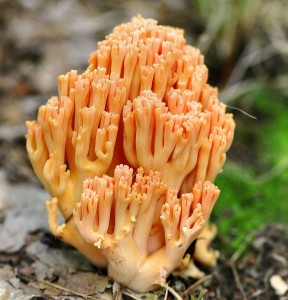 Kutka lososov - Ramaria subbotrytis.jpg