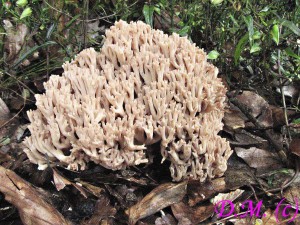 kutka ostnkat -Ramaria spinulosa 3.jpg