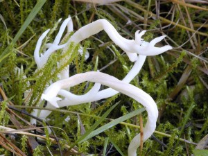 Kyjanka kehk - Clavaria fragilis (2).jpg