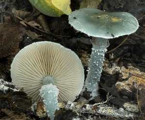 Lmcovka mdnkov - Stropharia aeruginosa.jpg