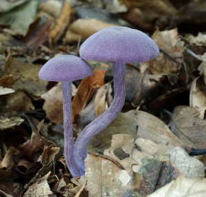 Laccaria amethystea.jpg