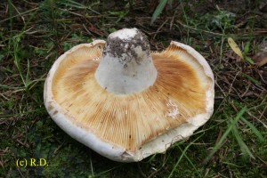 Lactarius_bertillonii 02.jpg