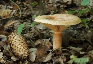 Lactarius deterrimus.jpg