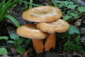 Lactarius_deterrimus.jpg