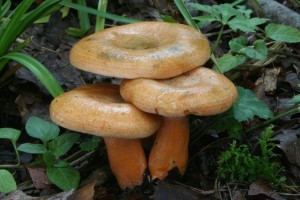 Lactarius_deterrimus.jpg