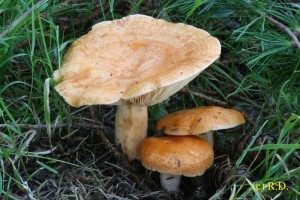 Lactarius_porninsis.jpg