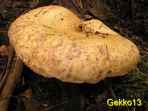 Lactarius_repraesentaneus3.JPG