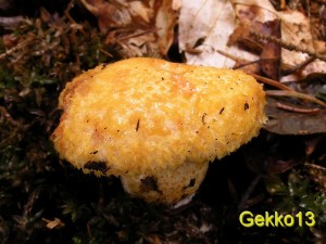 Lactarius_repraesentaneus.JPG