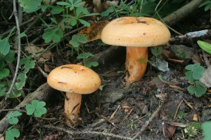 Lactarius_salmonicolor2.jpg