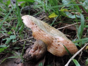 Lactarius sanguifluus I.jpg