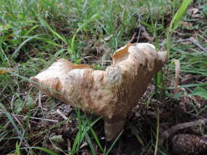 Lactarius sanguifluus II.jpg