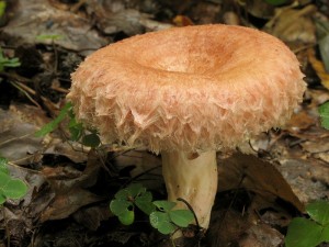 Lactarius torminosus.jpg