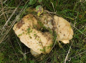 LactariusAquizonatus.jpg