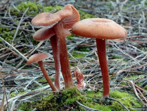 Lakovka obecn - Laccaria laccata (1).jpg