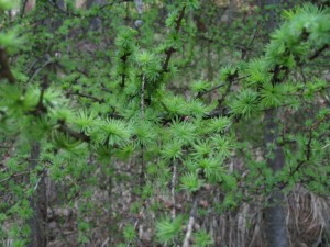 Larix decidua.jpg