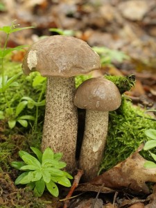 Leccinum duriusculum2.jpg