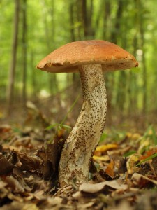 Leccinum quercinum.jpg