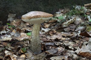 Leccinum_scabrum2.jpg