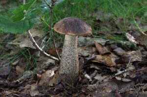 Leccinum_scabrum3.jpg