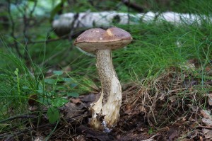 Leccinum_scabrum4.jpg