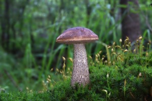 Leccinum_scabrum.jpg