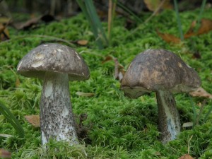 Leccinum variicolor.jpg