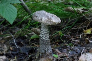 Leccinum_variicolor.jpg