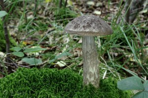 Leccinum_variicolor.jpg