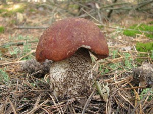 Leccinum vulpinum2.jpg