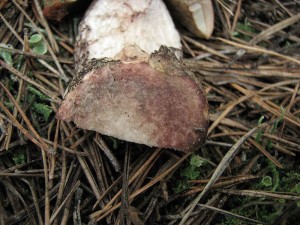 Leccinum vulpinum3.jpg