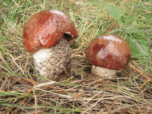 Leccinum vulpinum 1.jpg