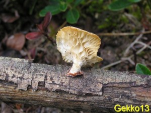 Lentinus suavissimus2.jpg