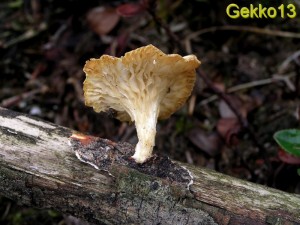 Lentinus suavissimus.jpg