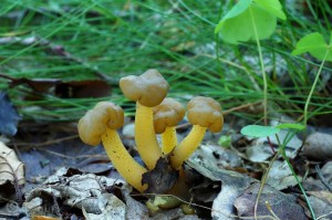 Leotia_lubrica2.jpg