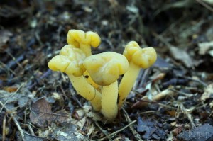 Leotia_lubrica3.jpg