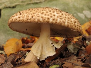 Lepiota aspera1.jpg