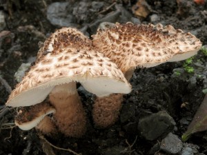 Lepiota aspera.jpg