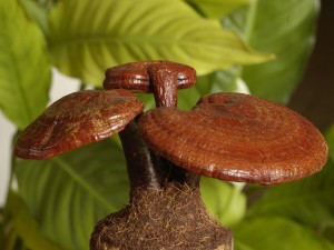 Lesklokorka leskl - Ganoderma lucidum2.jpg