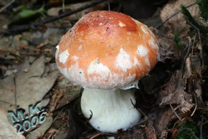 Leucocortinarius_bulbiger.jpg