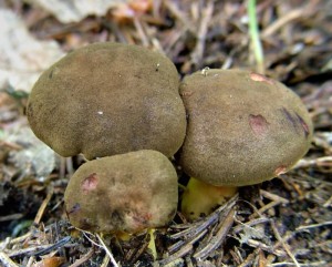 Lupenoprka ervenolut - Phylloporus pelletieri1.jpg