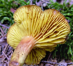 Lupenoprka ervenolut - Phylloporus pelletieri.jpg